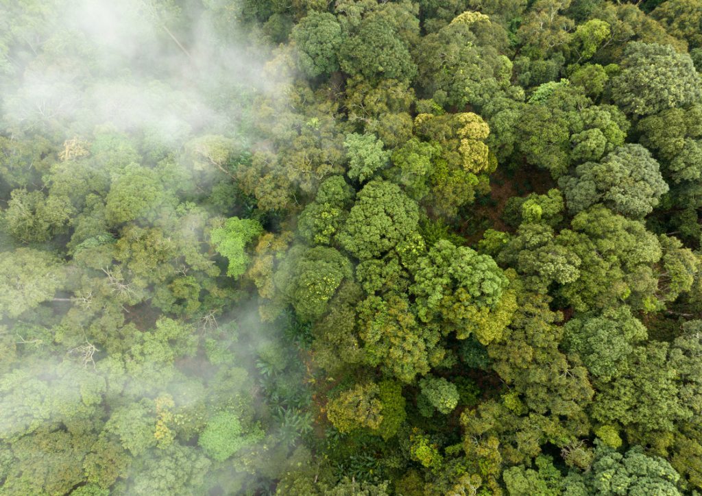 Lush forests are natural carbon capture powerhouses